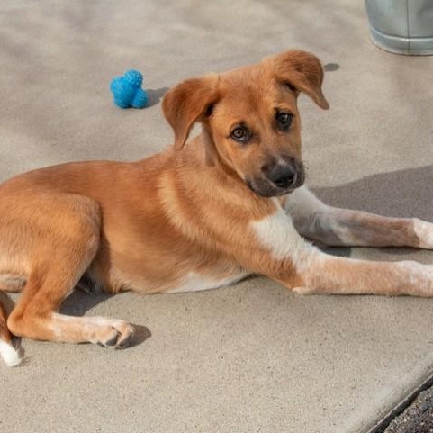 Parker, an adopted mixed breed in San Andreas, CA image 2/2