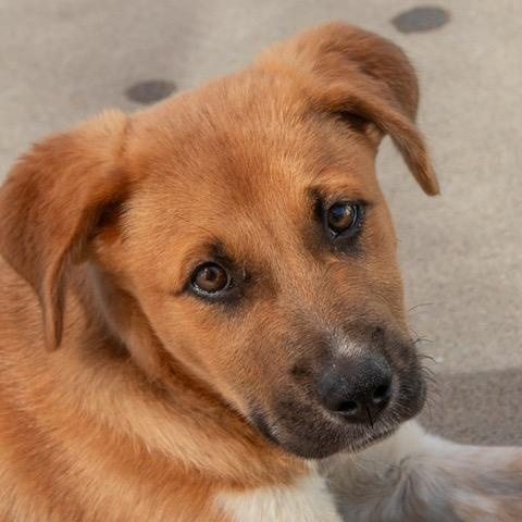 Parker, adopted, Puppy Male Australian Cattle Dog / Blue Heeler.