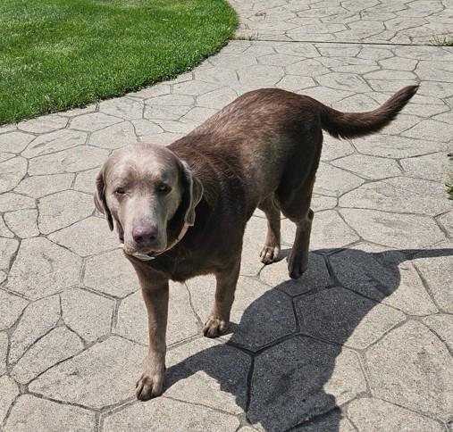 Luko, a ADOPTABLE Labrador Retriever in Indianapolis, IN image 2/3