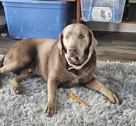 Luko, a ADOPTABLE Labrador Retriever in Indianapolis, IN image 3/3