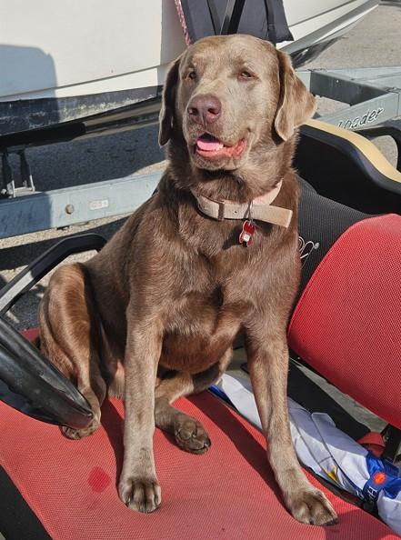Luko, a ADOPTABLE Labrador Retriever in Indianapolis, IN image 1/3