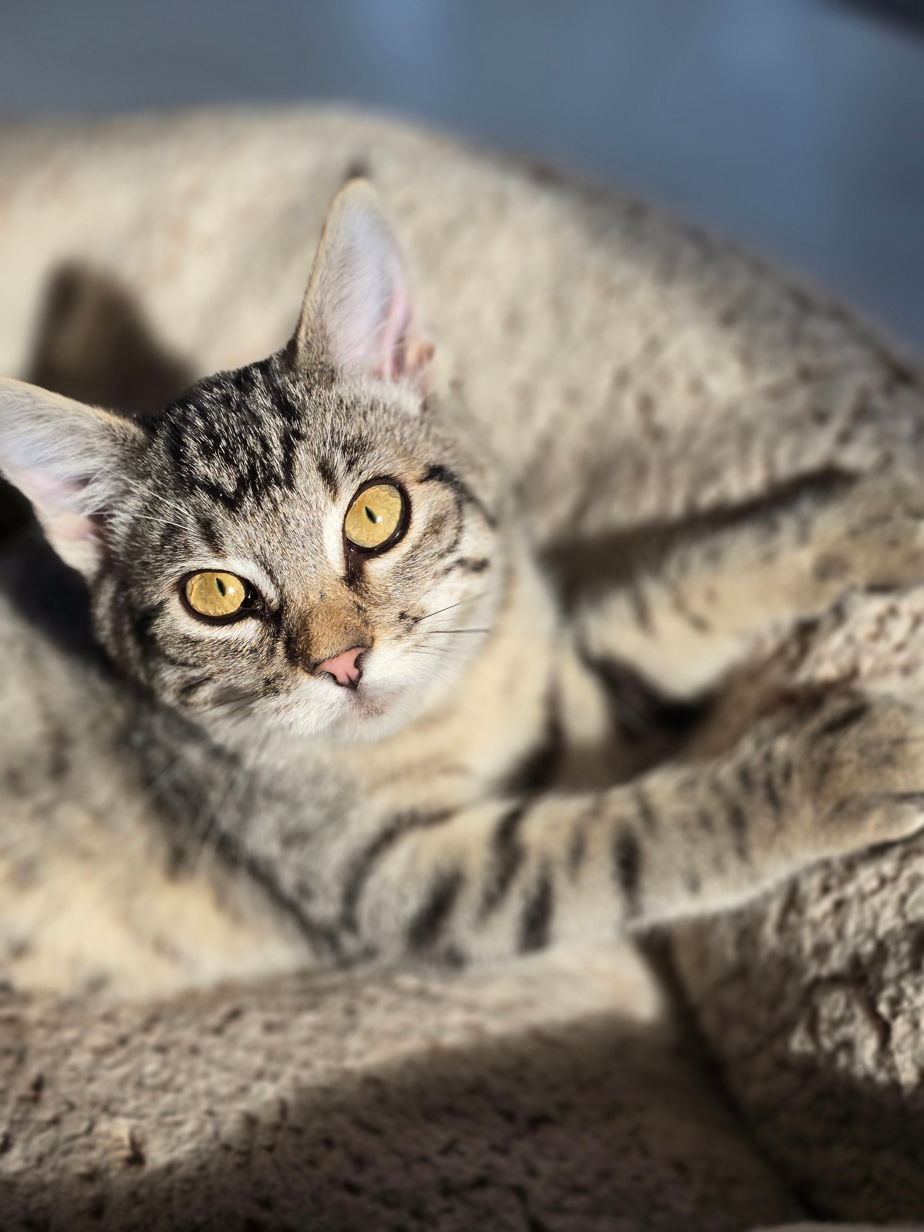 Enlarge Starburst, a Adopted Tabby in Onalaska, WA image 1/2