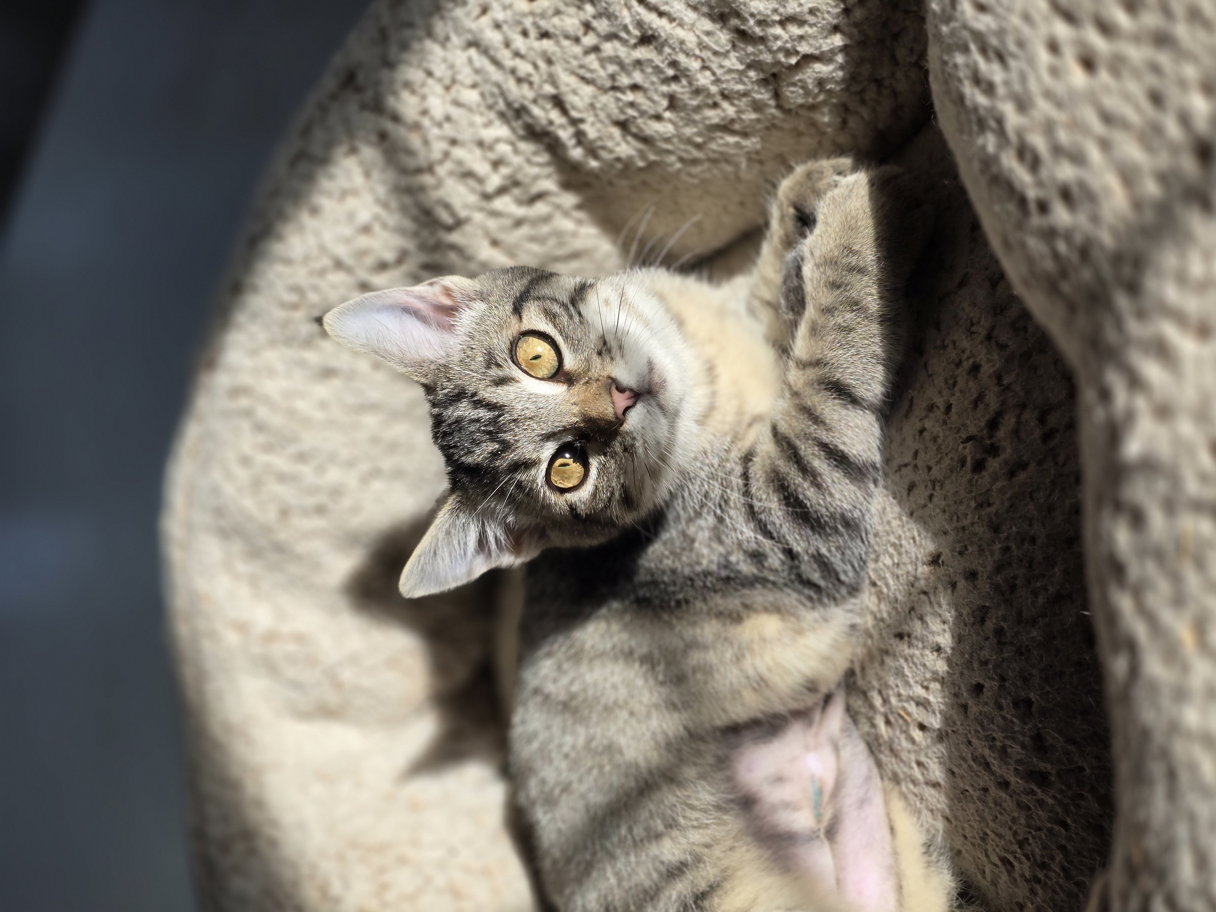 Starburst, Adopted, Young Female Tabby.