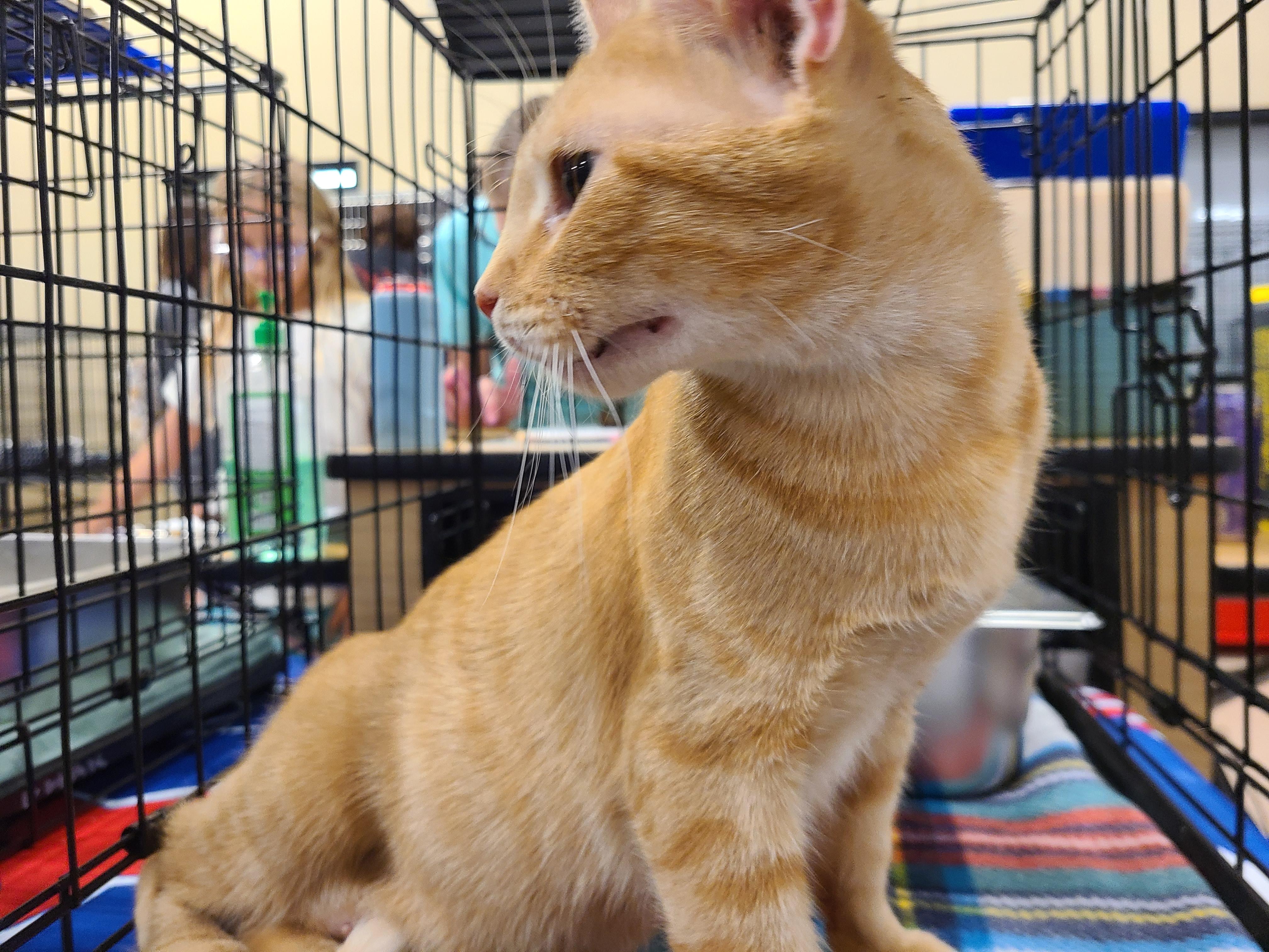 Enlarge Sarabi, a Adoptable Domestic Short Hair in Gerrardstown, WV image 5/6