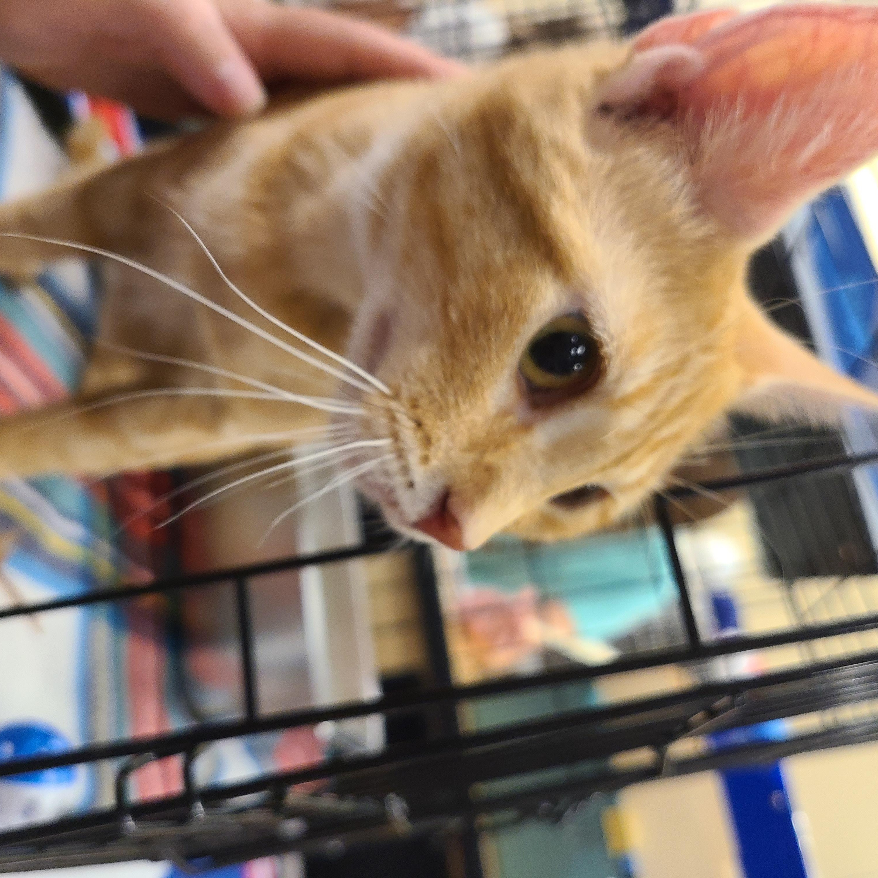 Sarabi, Adoptable, Adult Female Domestic Short Hair.