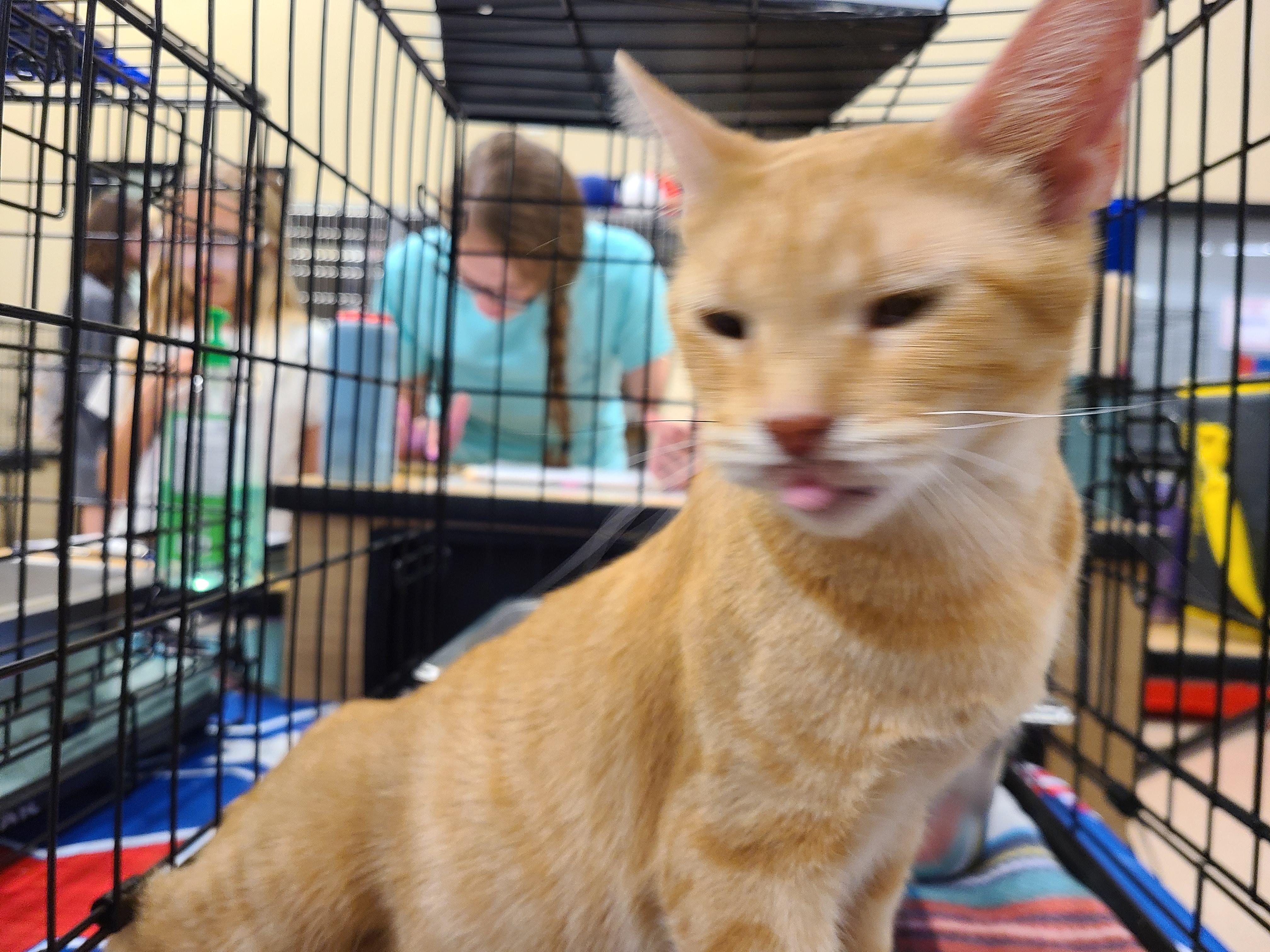 Enlarge Sarabi, a Adoptable Domestic Short Hair in Gerrardstown, WV image 4/6