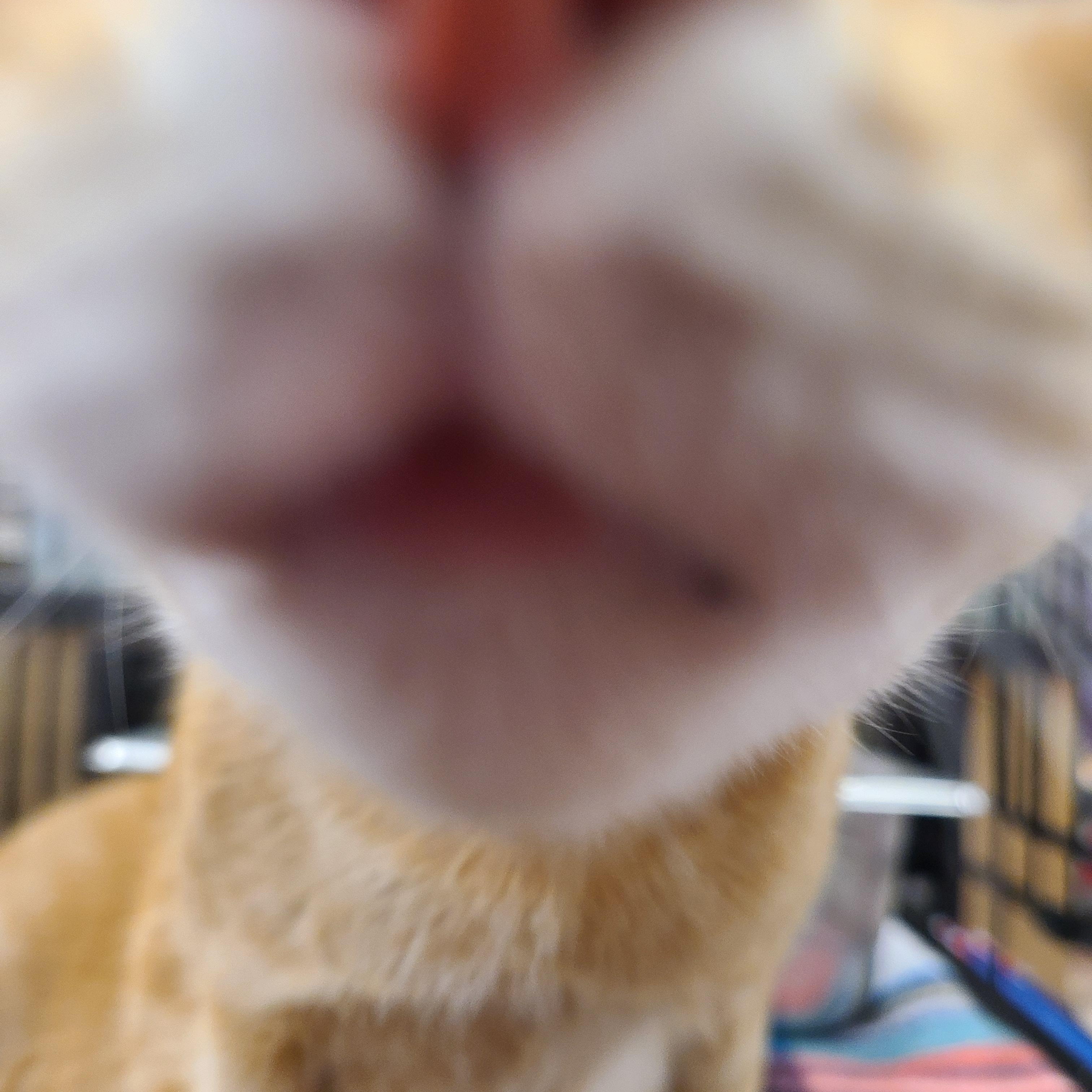 Enlarge Sarabi, a Adoptable Domestic Short Hair in Gerrardstown, WV image 2/6