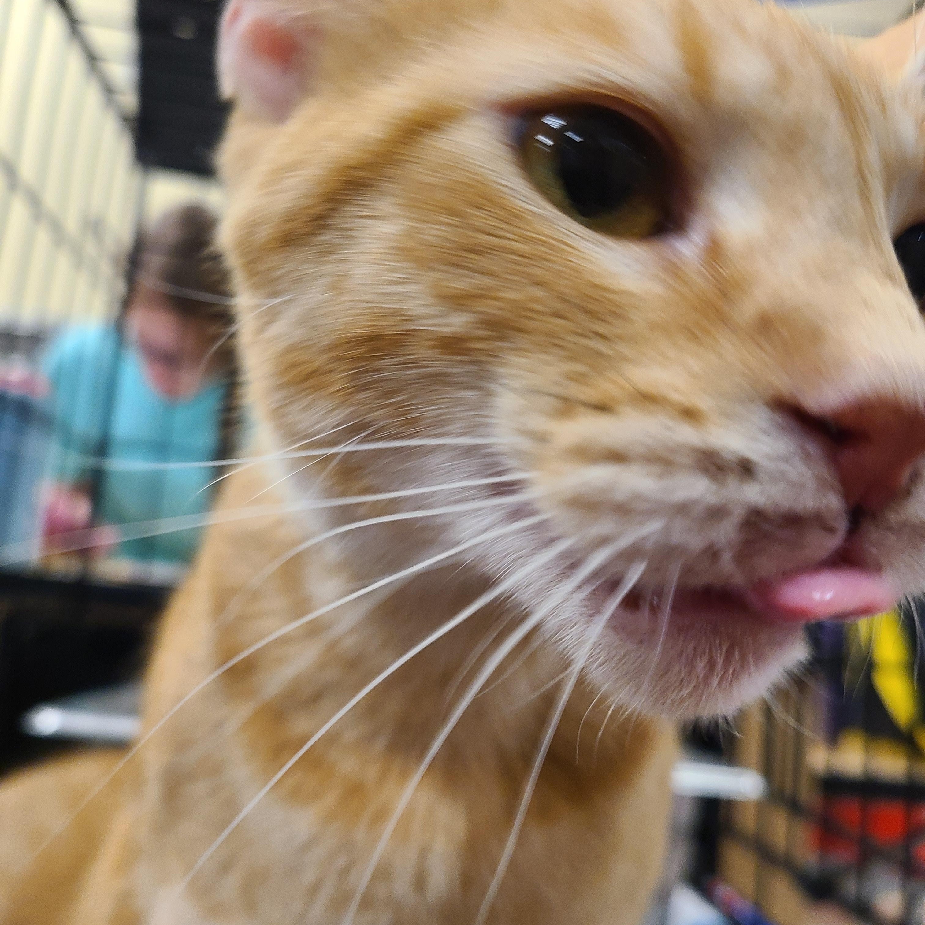 Enlarge Sarabi, a Adoptable Domestic Short Hair in Gerrardstown, WV image 6/6