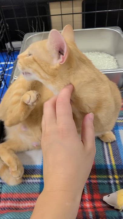 Enlarge Sarabi, a Adoptable Domestic Short Hair in Gerrardstown, WV video 3/6