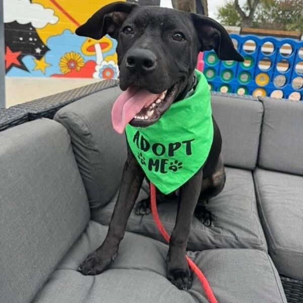 Archie goofy family lab