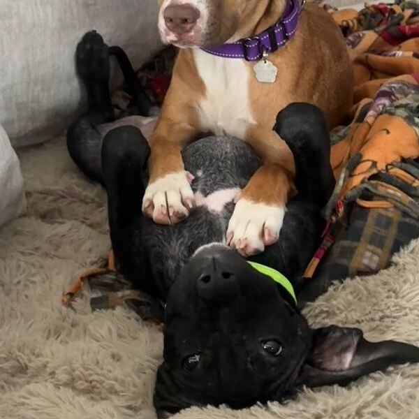 Archie goofy family lab — thumbnail 3