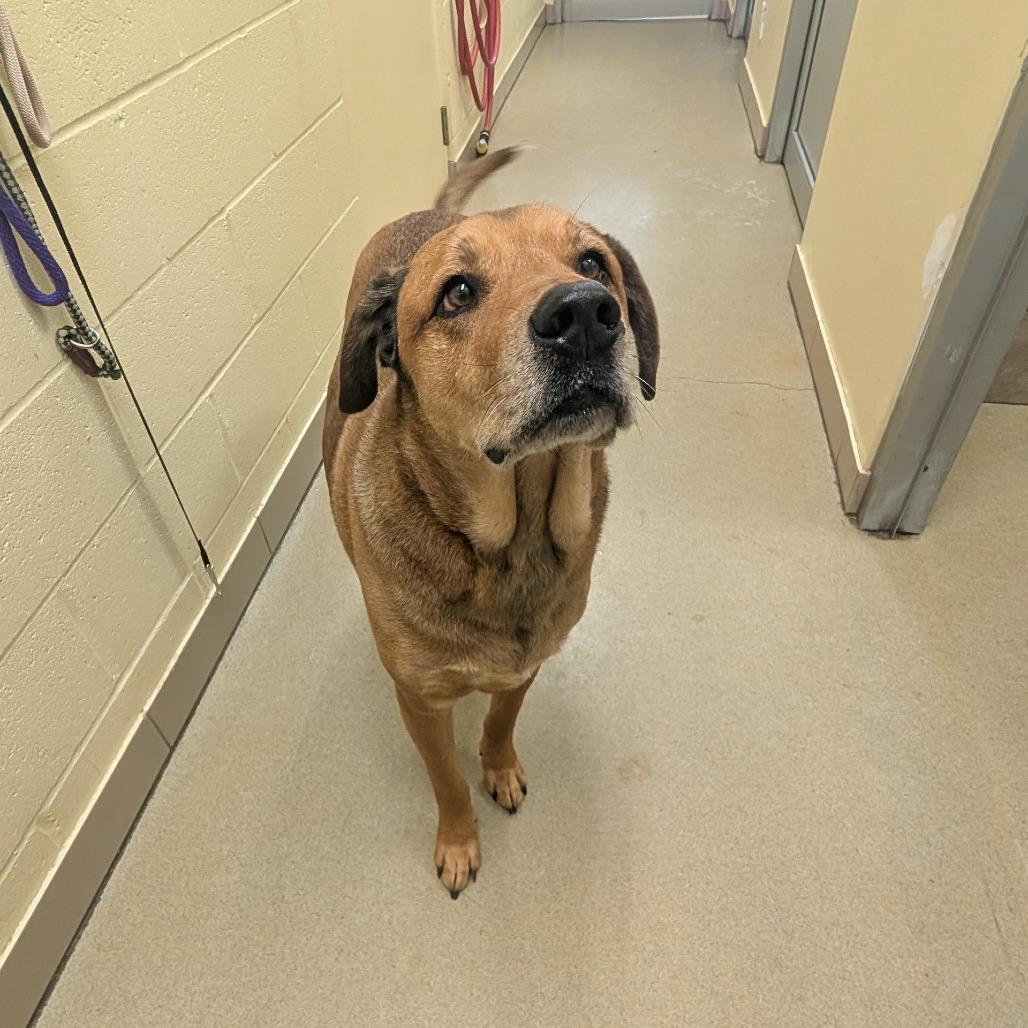 Lucky, Adoptable, Senior Male Labrador Retriever.