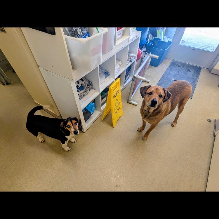 Enlarge Lucky, a Adoptable mixed breed in Burlington, ON image 2/3