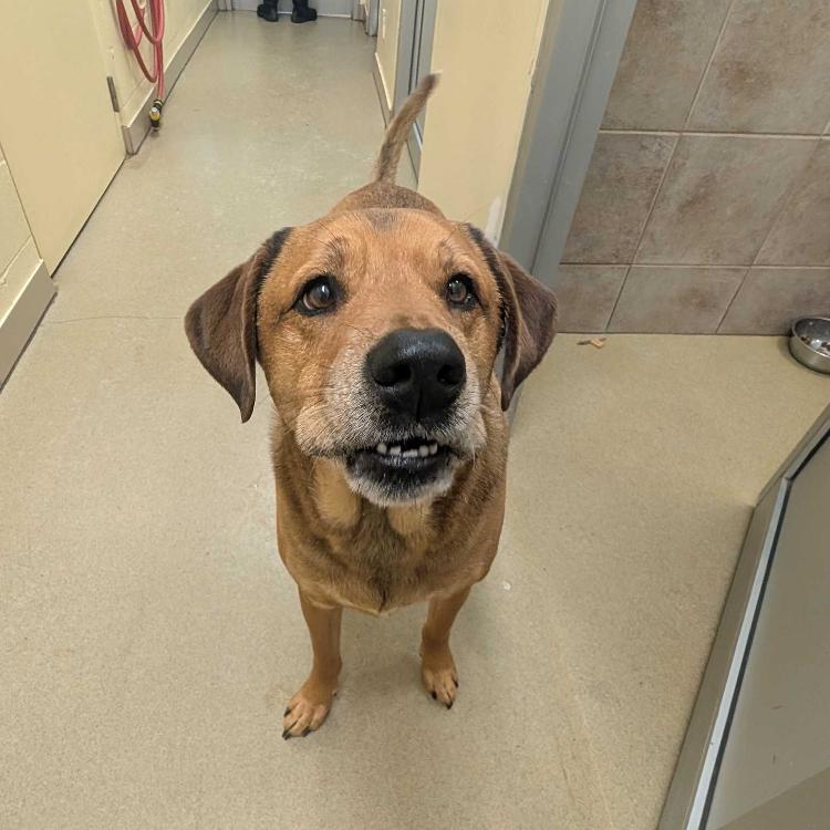 Enlarge Lucky, a Adoptable mixed breed in Burlington, ON image 3/3