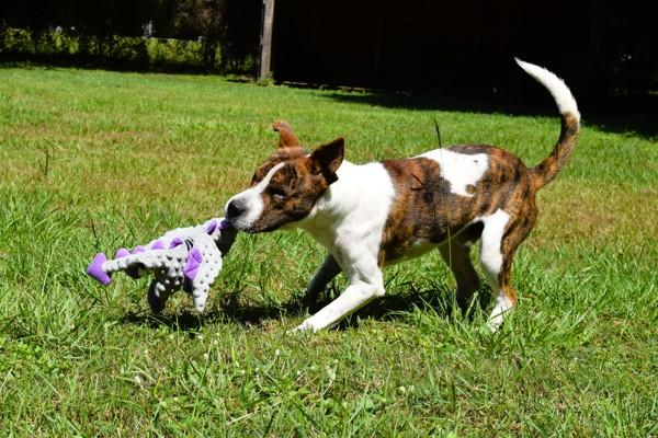 Bubblegum, a Adoptable mixed breed in Mobile, AL image 1/6