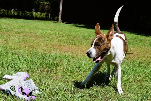 Bubblegum, a Adoptable mixed breed in Mobile, AL image 2/6