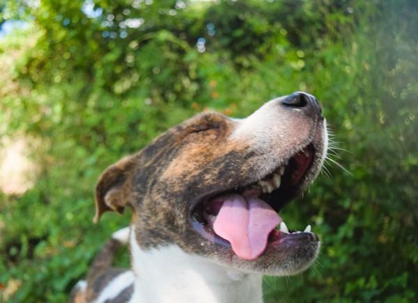 Bubblegum, a Adoptable mixed breed in Mobile, AL image 3/6