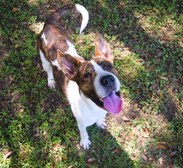 Bubblegum, a Adoptable mixed breed in Mobile, AL image 4/6