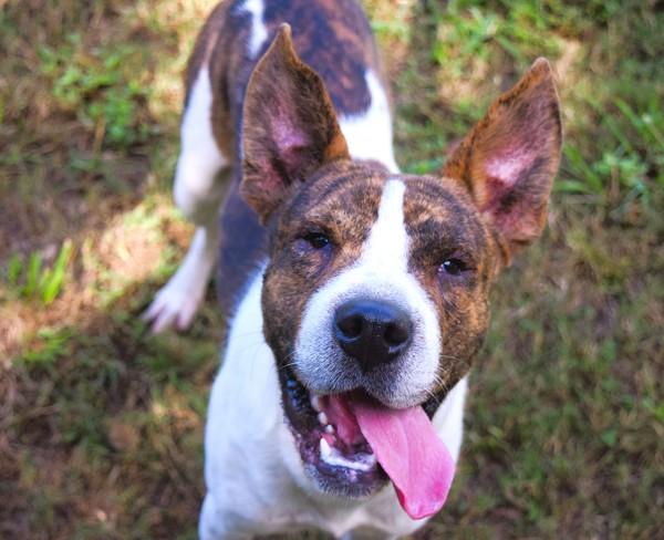Bubblegum, a Adoptable mixed breed in Mobile, AL image 5/6