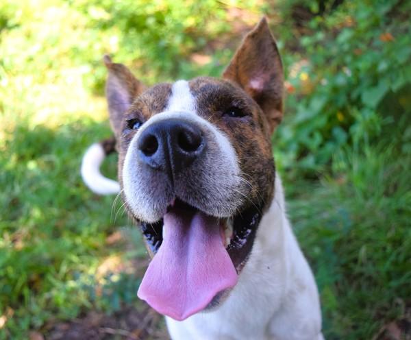 Bubblegum, a Adoptable mixed breed in Mobile, AL image 6/6