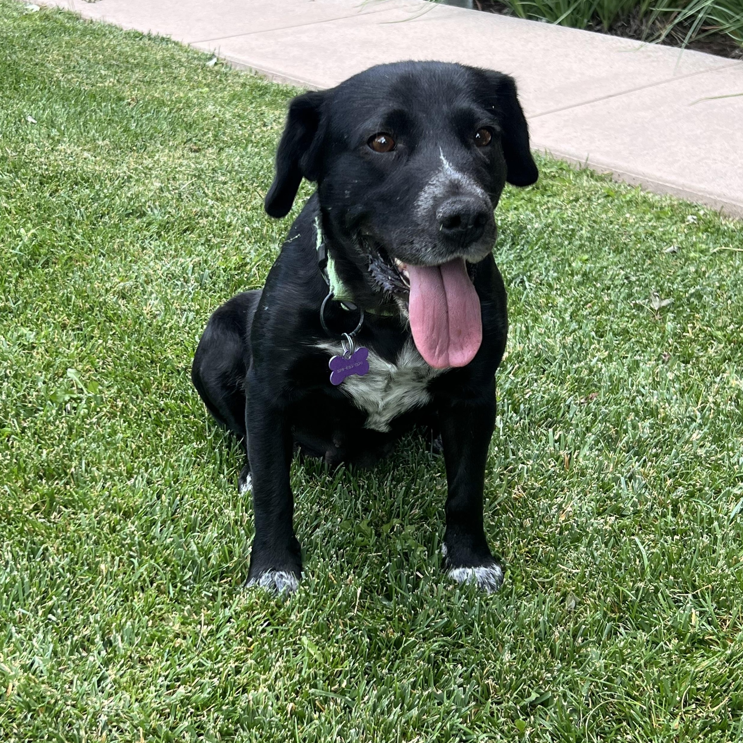 Edna, a ADOPTABLE mixed breed in Flagstaff, AZ image 2/6
