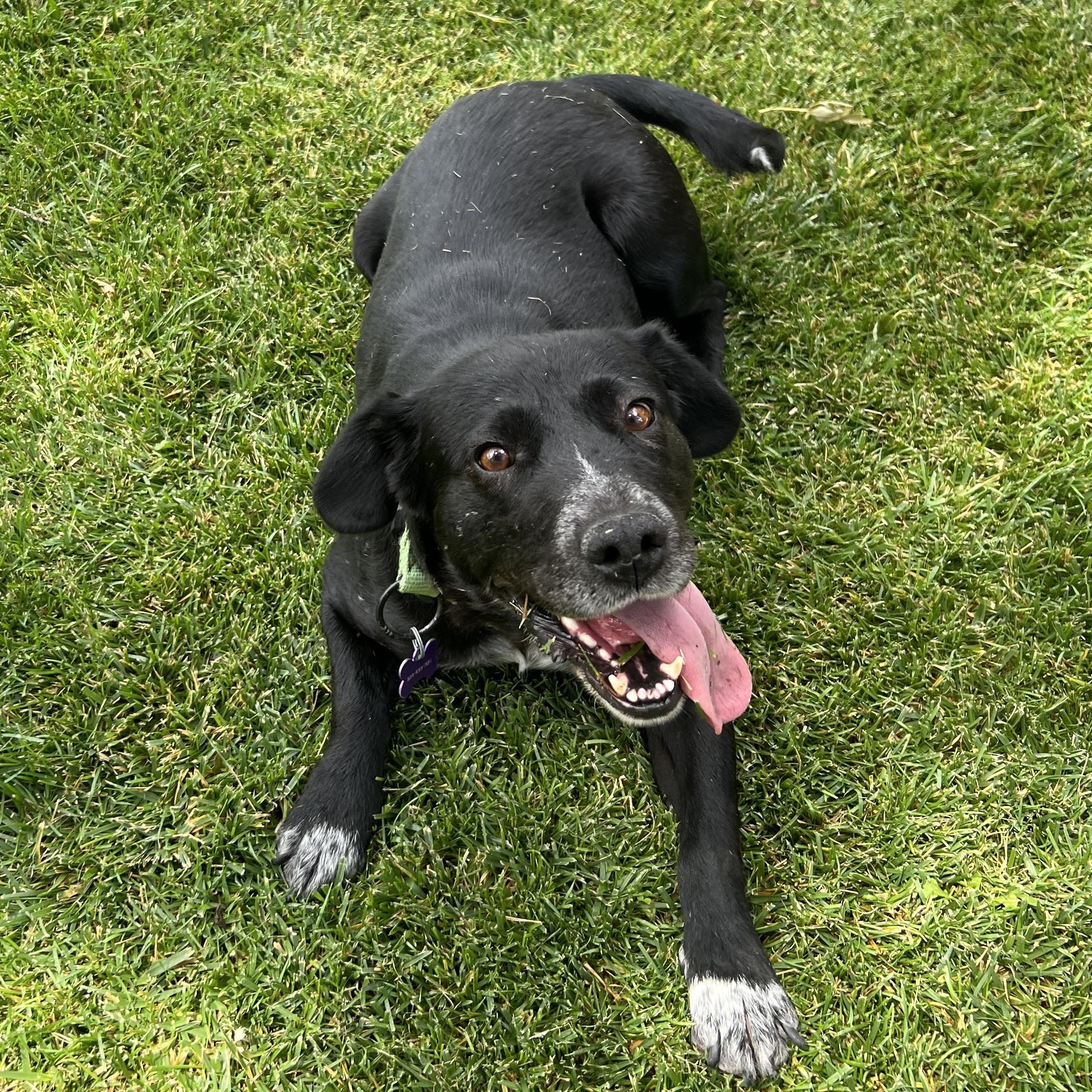 Edna, a ADOPTABLE mixed breed in Flagstaff, AZ image 4/6