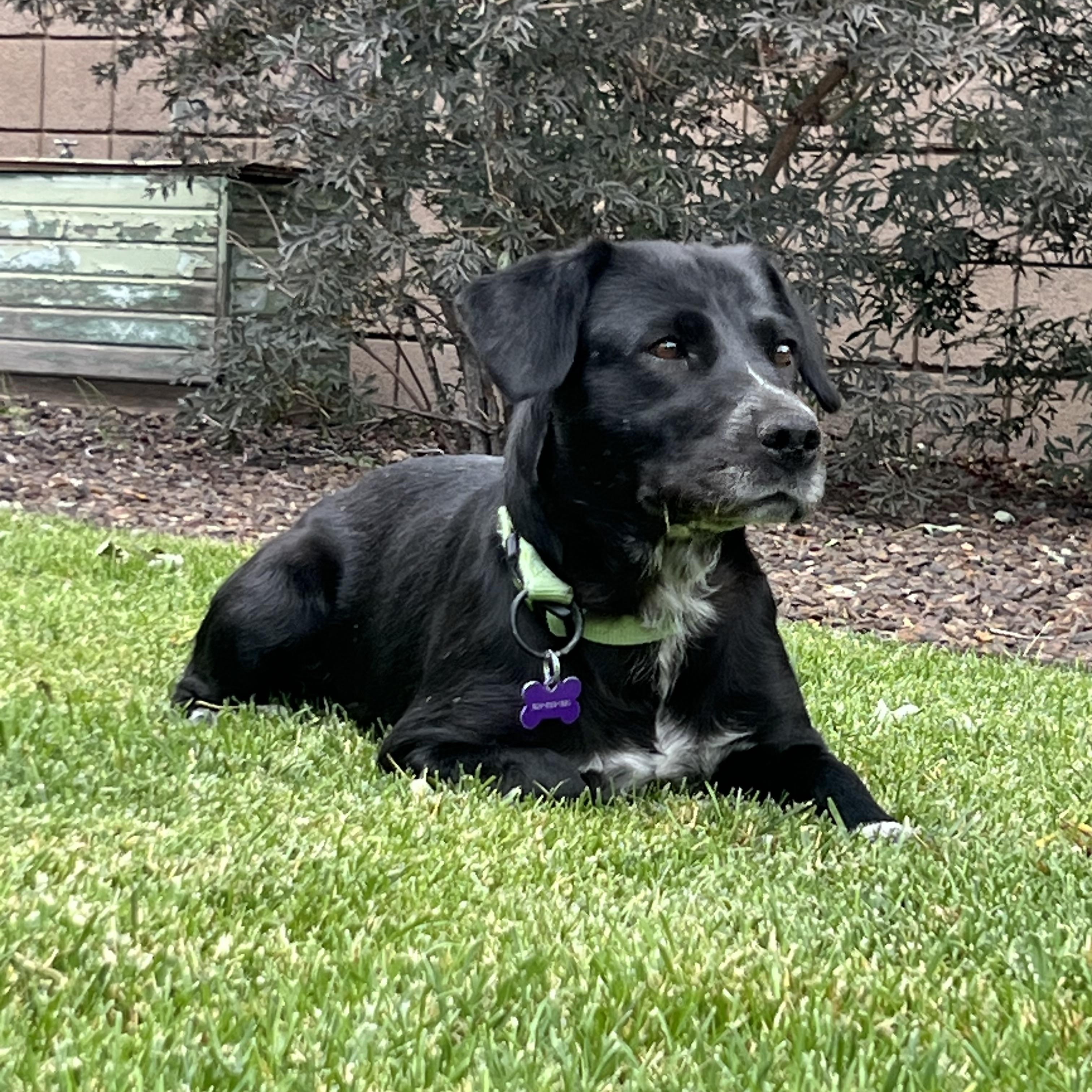 Edna, ADOPTABLE, Adult Female Black Labrador Retriever.