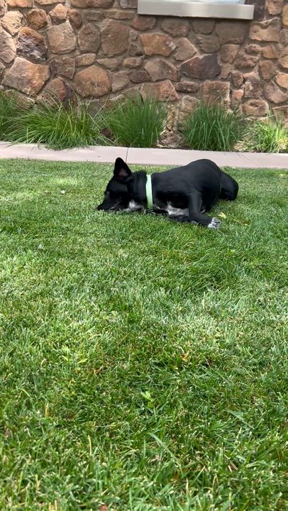Enlarge Edna, a ADOPTABLE mixed breed in Flagstaff, AZ video 6/6