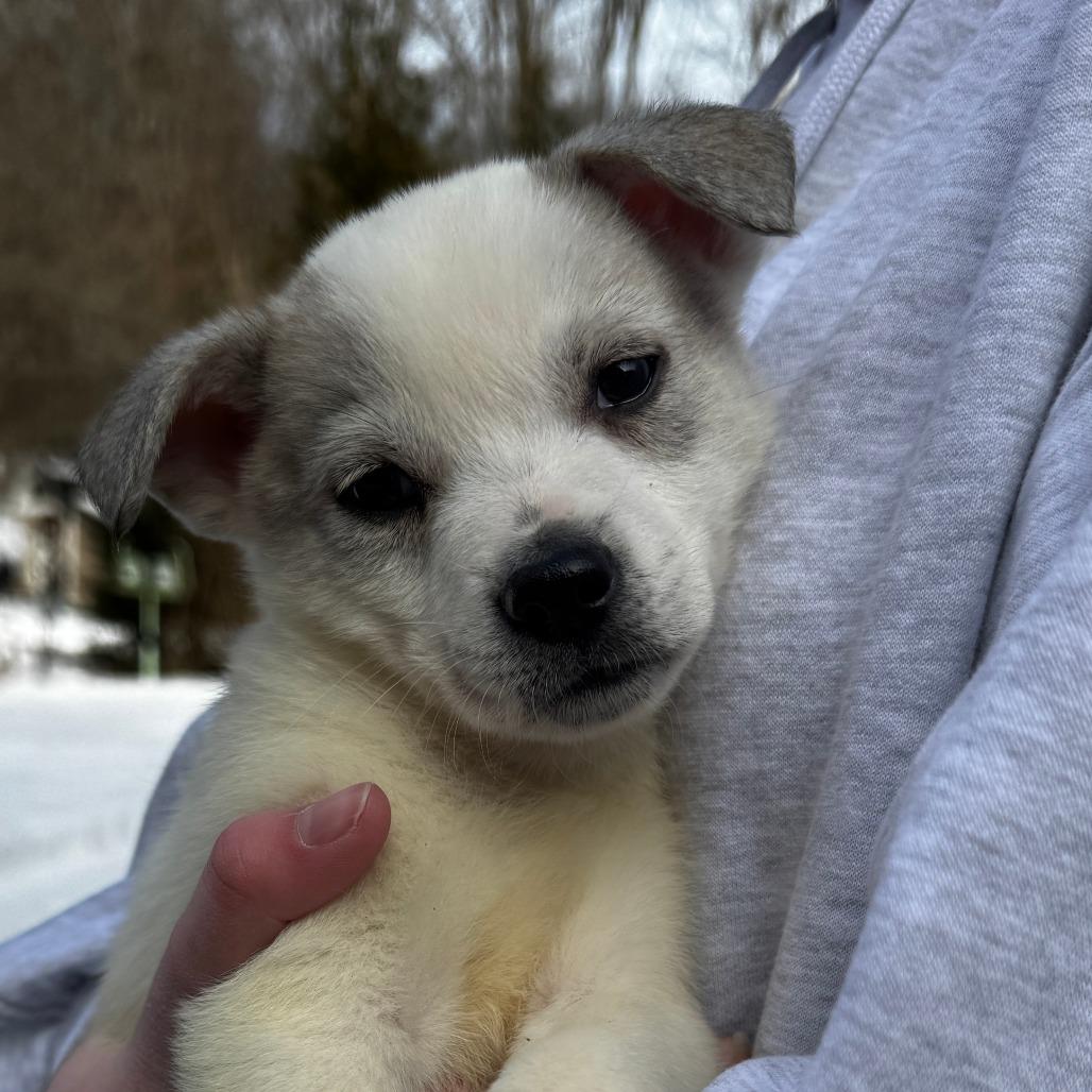 NY Perry (Foster in Mahopac), Adoptable, Puppy Male Husky & Mixed Breed.