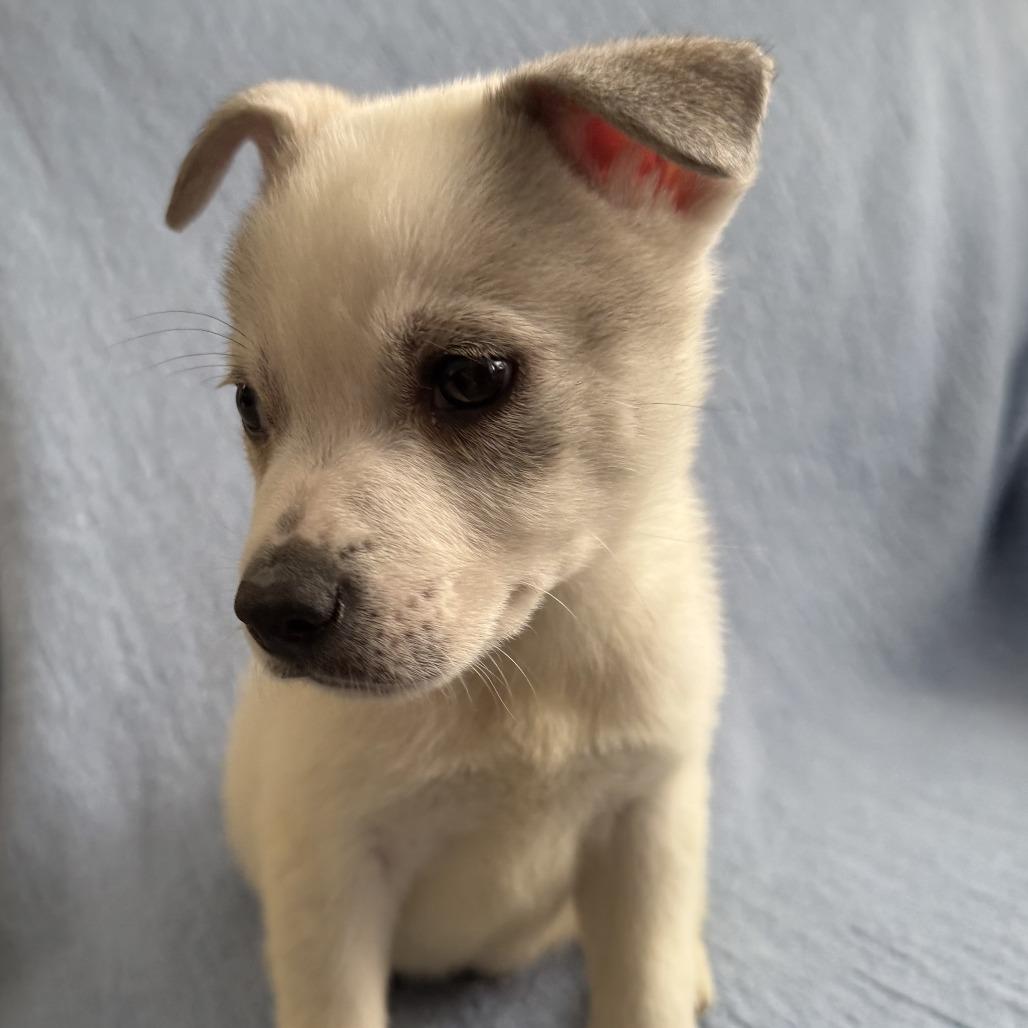 Enlarge NY Perry (Foster in Mahopac), a Adoptable mixed breed in Mahopac, NY image 2/5