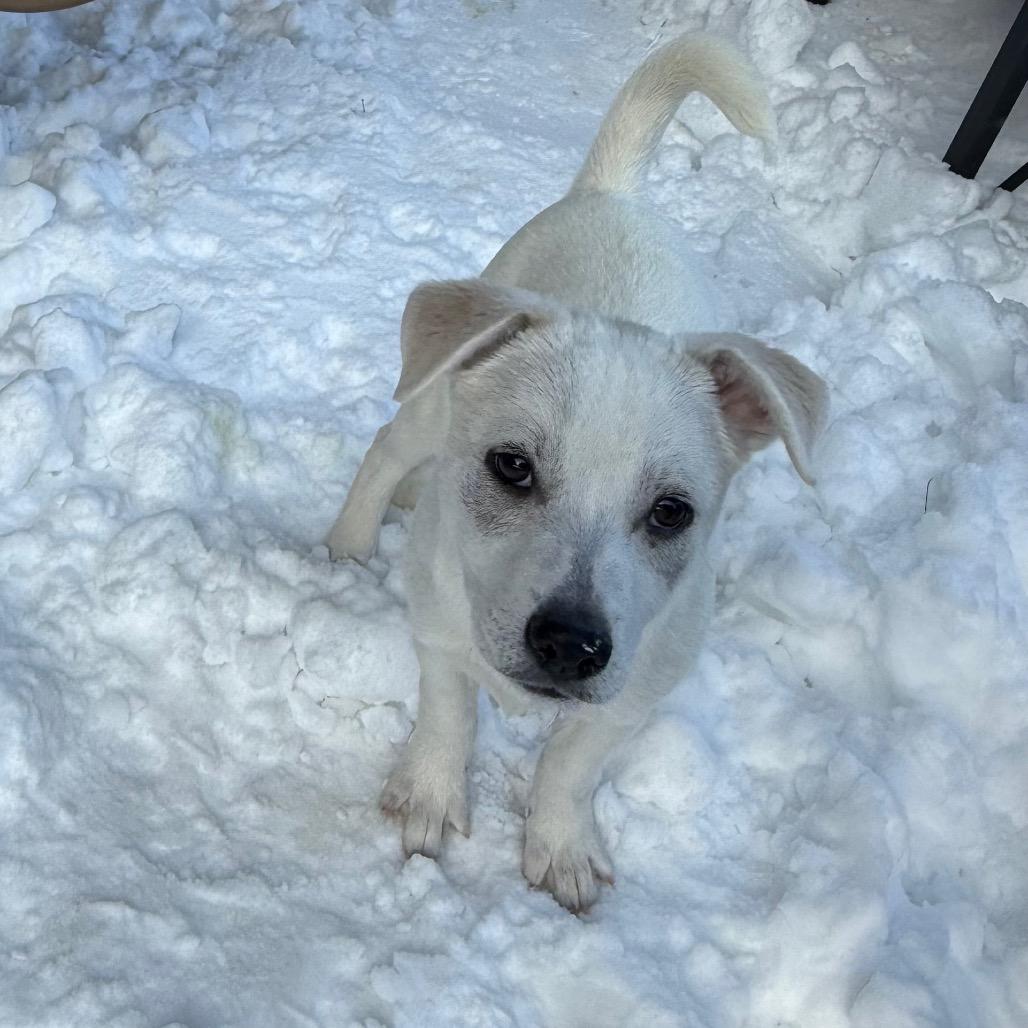 NY Perry (Foster in Mahopac NY), Adoptable, Puppy Male Husky & Mixed Breed.