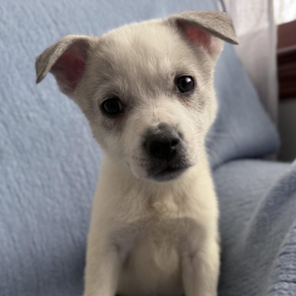 Enlarge NY Perry (Foster in Mahopac), a Adoptable mixed breed in Mahopac, NY image 5/5