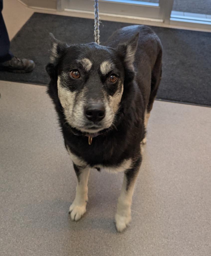 Bethel, Adoptable, Adult Female Husky & Mixed Breed.