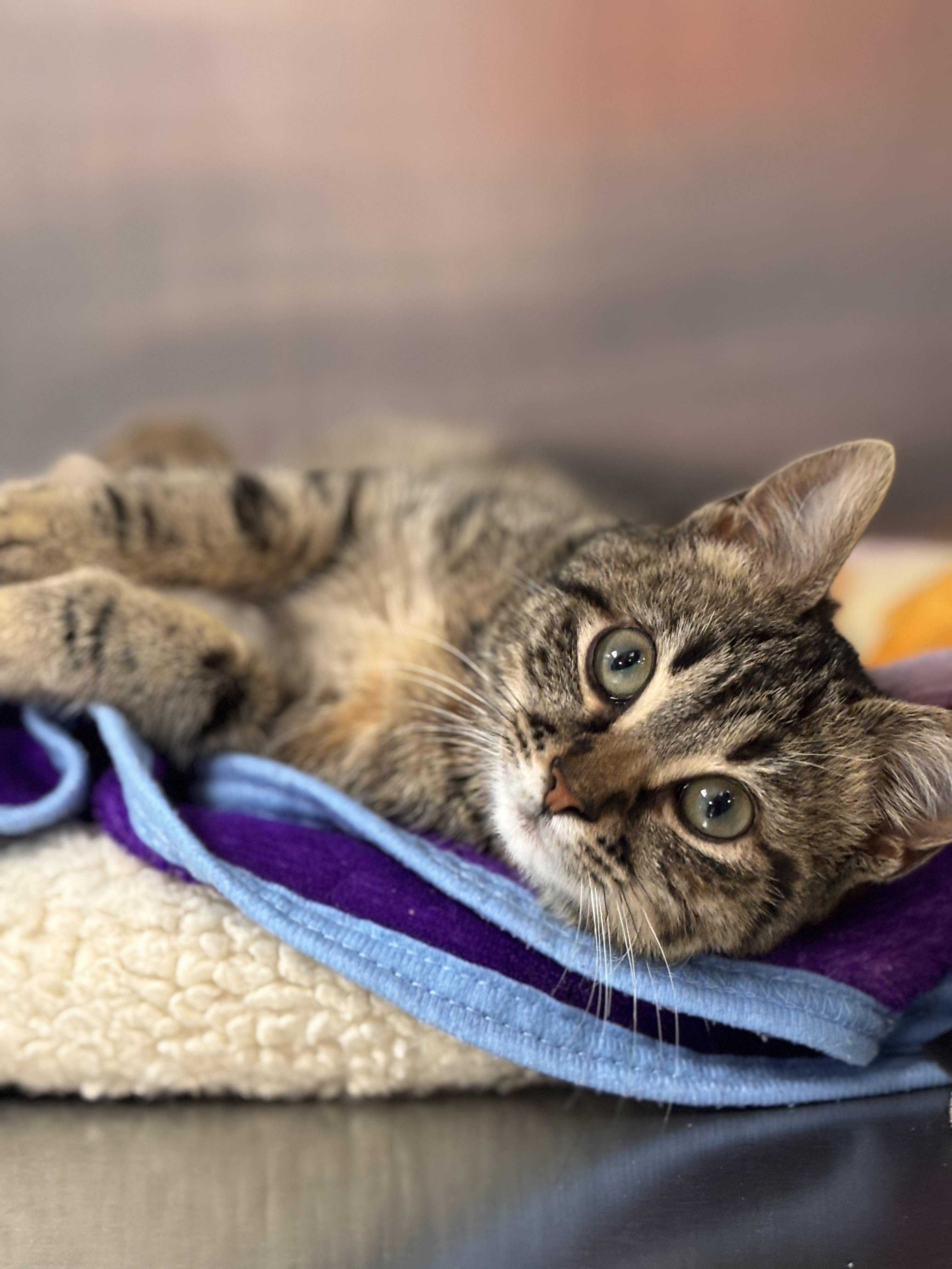 Enlarge Truvy, an adoptable Domestic Short Hair in Collierville, TN image 1/3