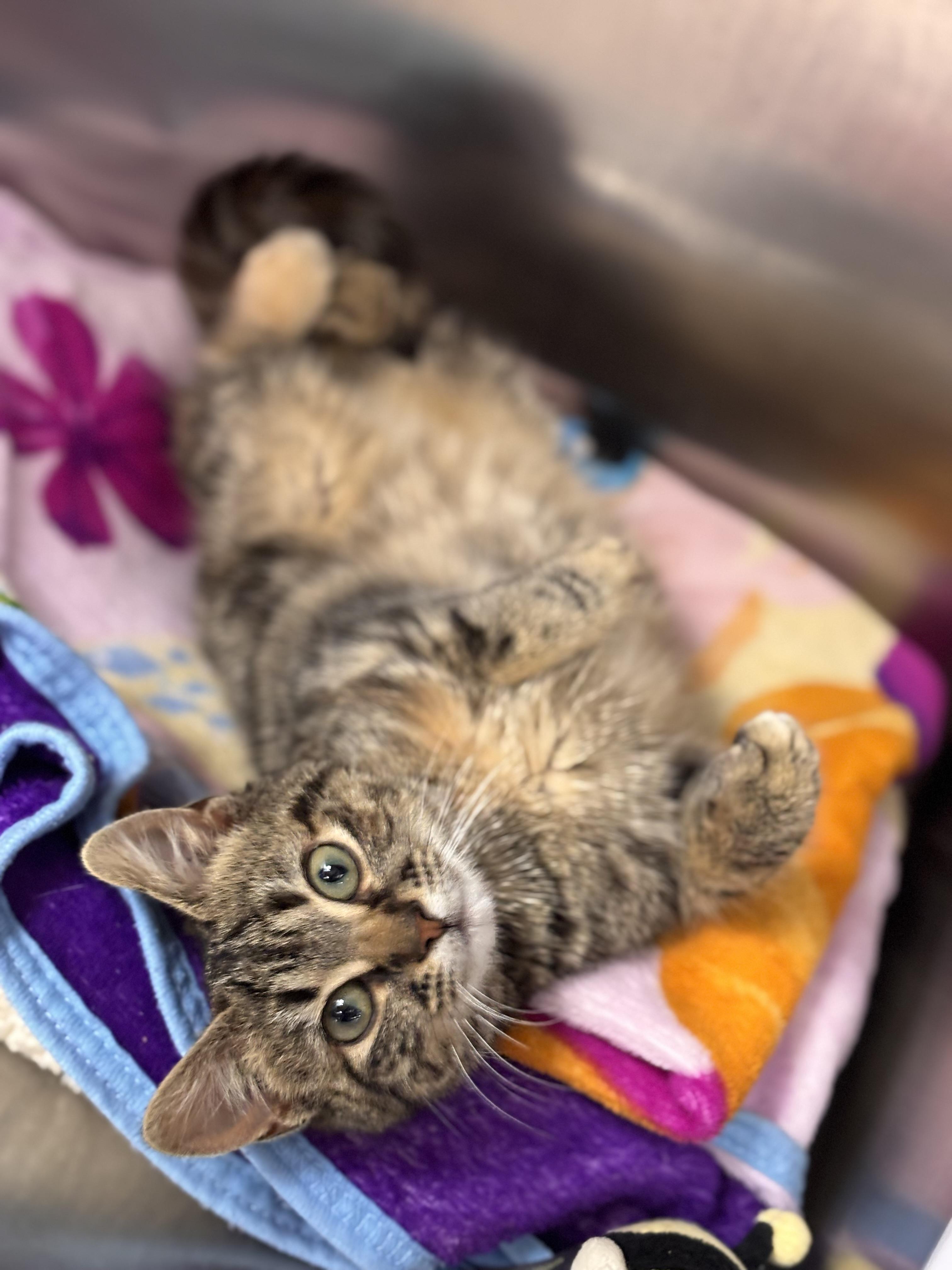 Enlarge Truvy, an adoptable Domestic Short Hair in Collierville, TN image 3/3