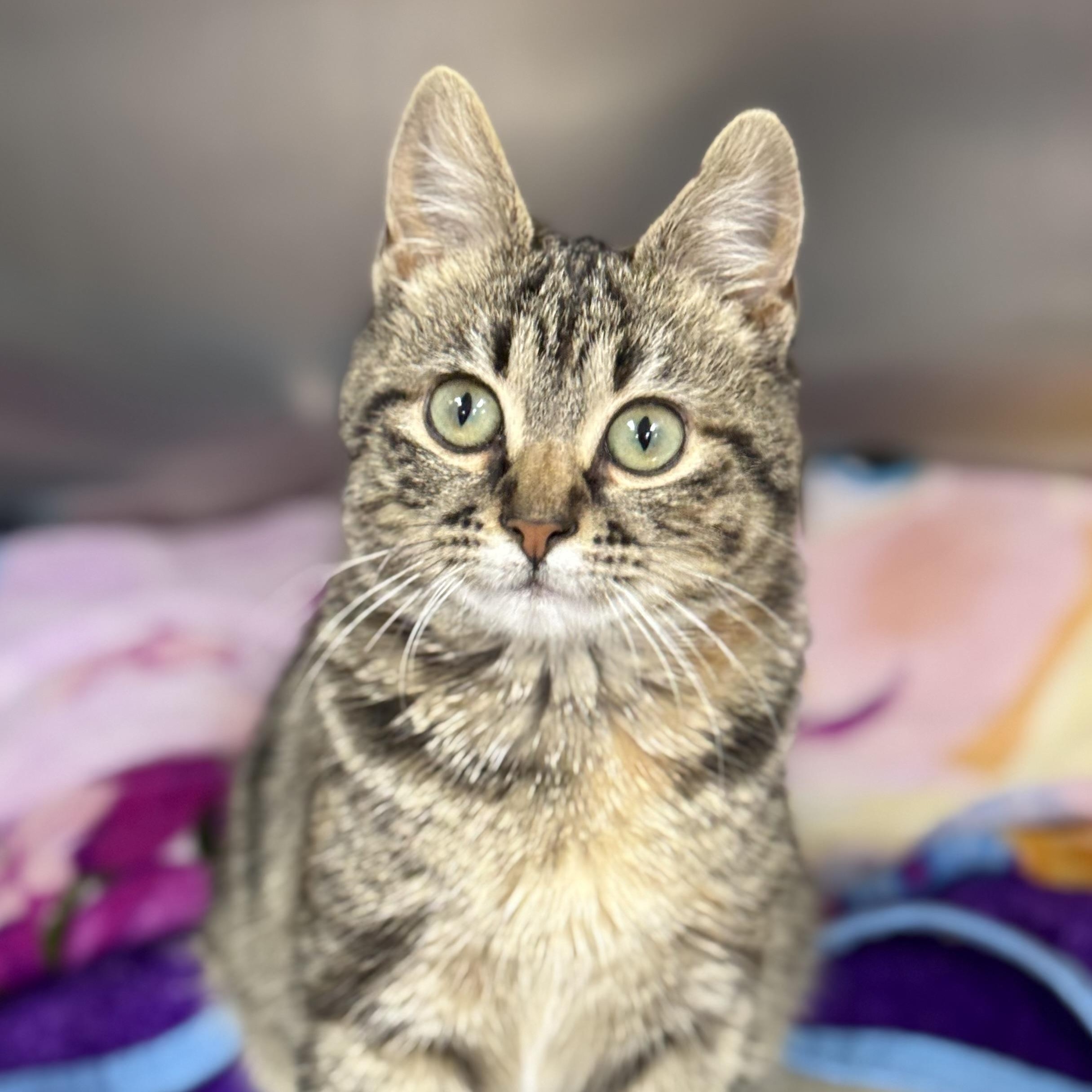Truvy, adoptable, Kitten Female Domestic Short Hair.