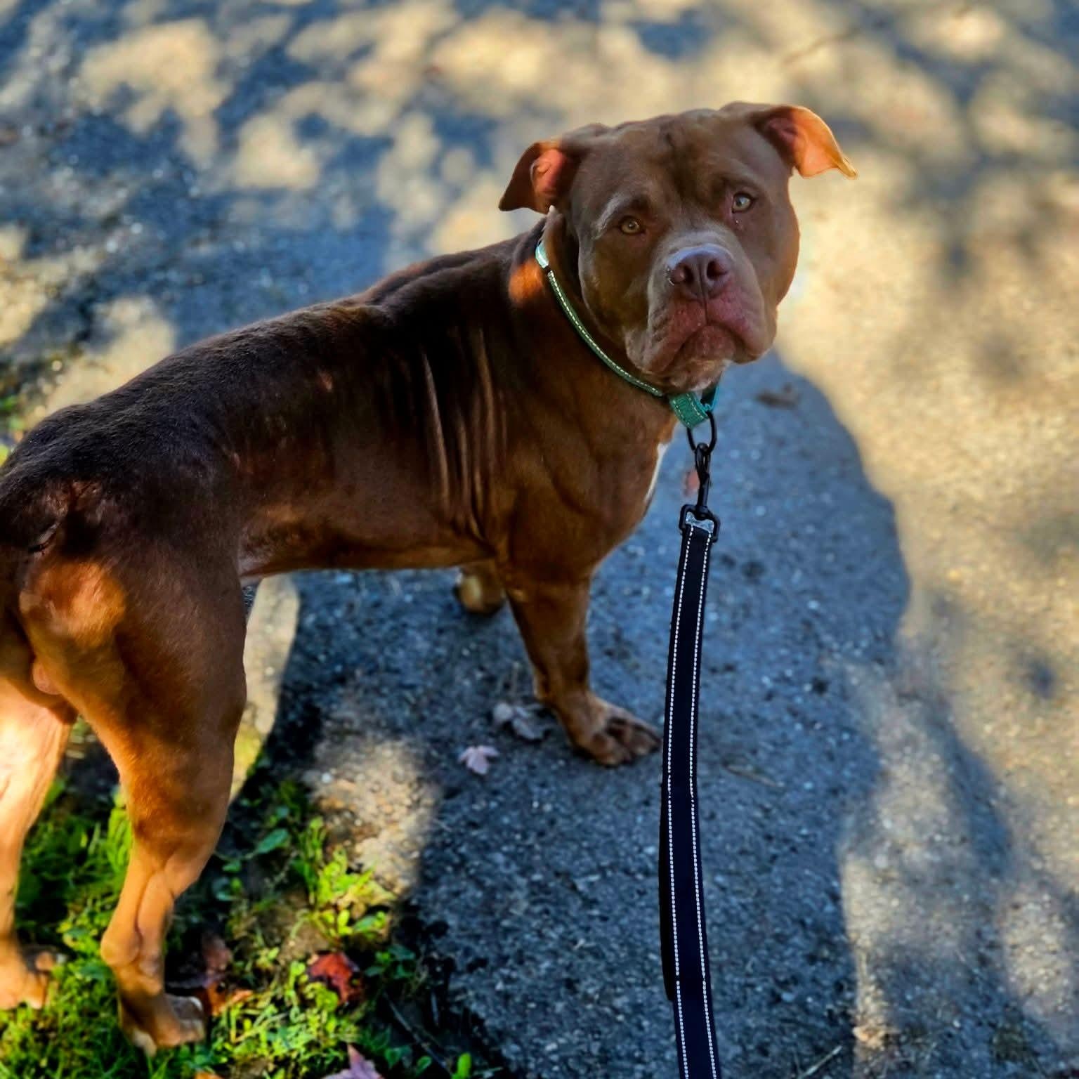 Otter, Adoptable, Young Male Pit Bull Terrier.