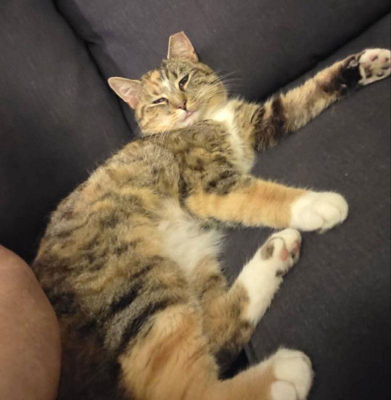 Enlarge Honey, a Adoptable American Bobtail in Knoxville, TN image 1/3