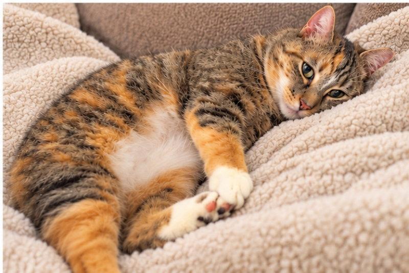 Enlarge Honey ( Bobtail), a Adoptable American Bobtail in Knoxville, TN image 2/3