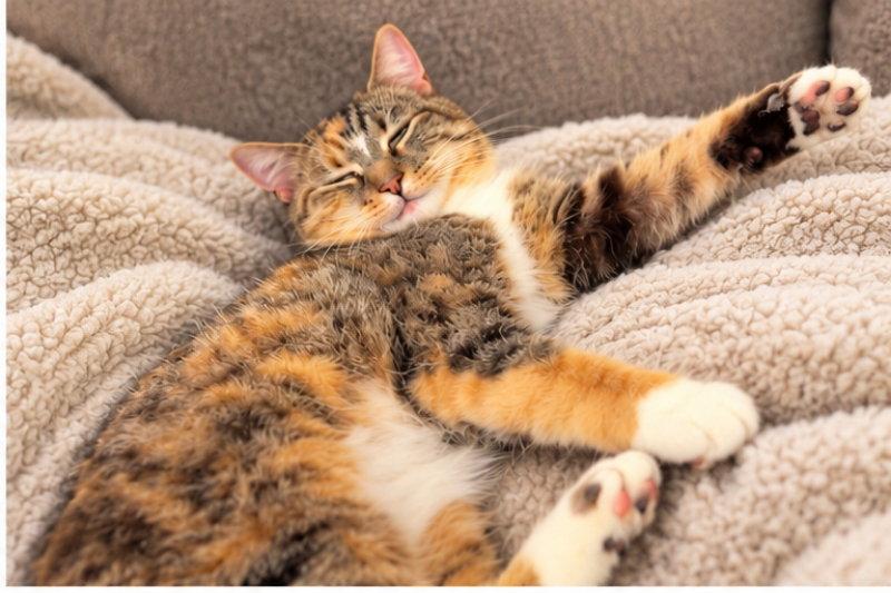 Enlarge Honey ( Bobtail), a Adoptable American Bobtail in Knoxville, TN image 3/3