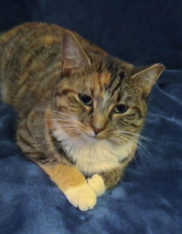 Enlarge Honey, a Adoptable American Bobtail in Knoxville, TN image 2/3