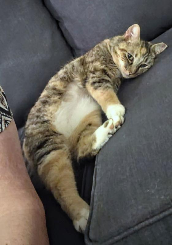 Enlarge Honey, a Adoptable American Bobtail in Knoxville, TN image 3/3