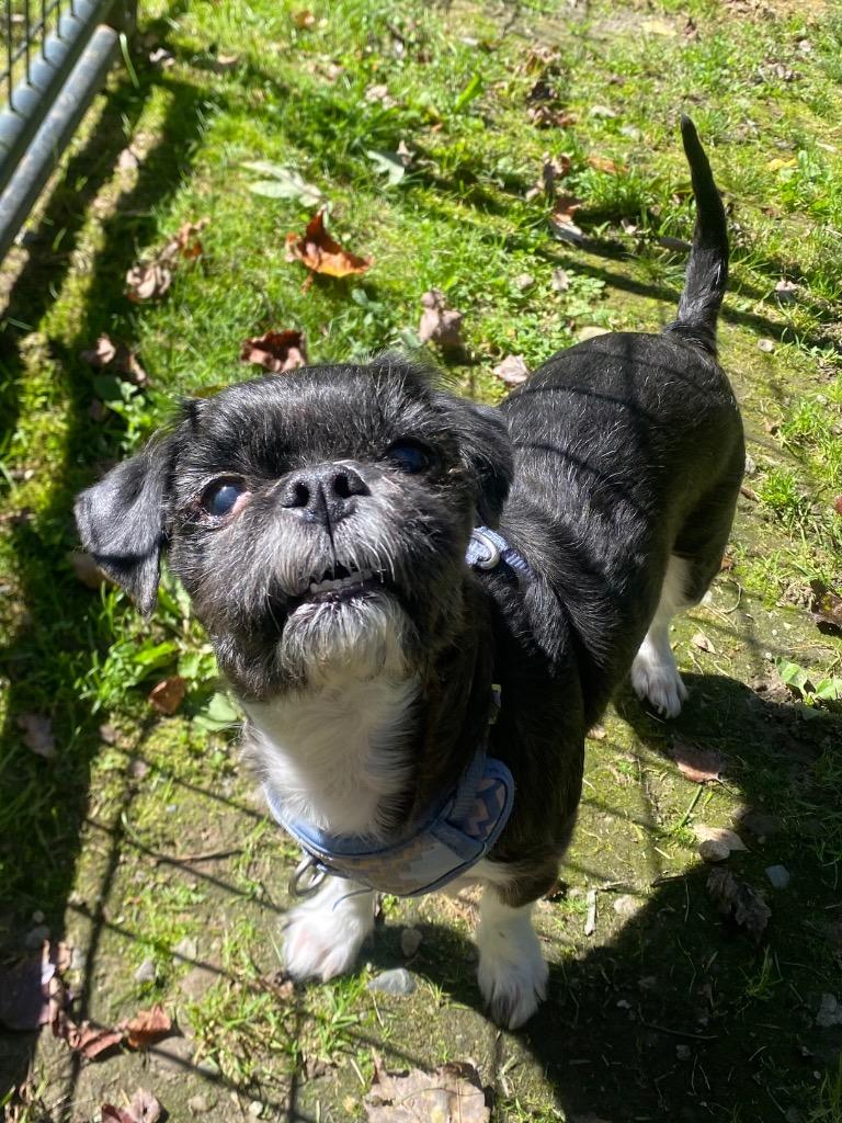 Enlarge Onyx, a Adoptable Shih Tzu in Fall River, MA image 1/6