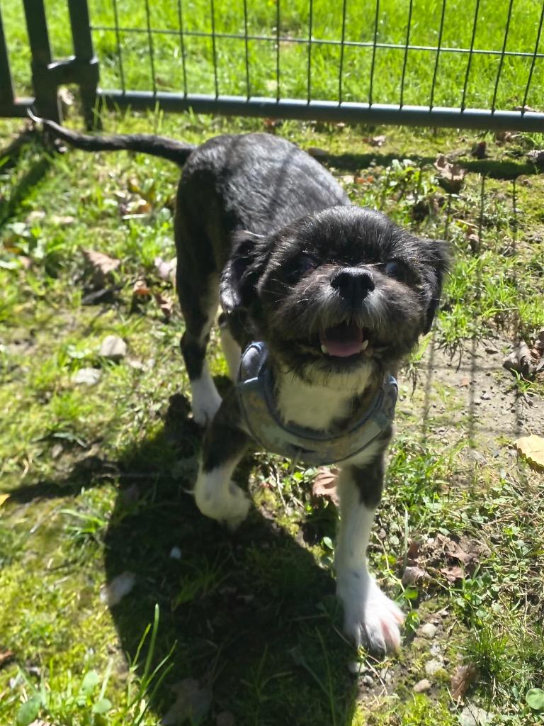 Enlarge Onyx, a Adoptable Shih Tzu in Fall River, MA image 2/6