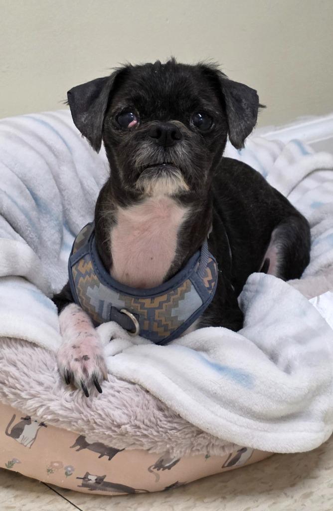 Enlarge Onyx, a Adoptable Shih Tzu in Fall River, MA image 3/6