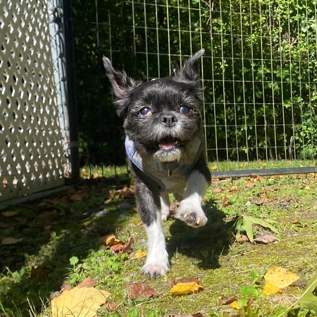 Enlarge Onyx, a Adoptable Shih Tzu in Fall River, MA image 4/6