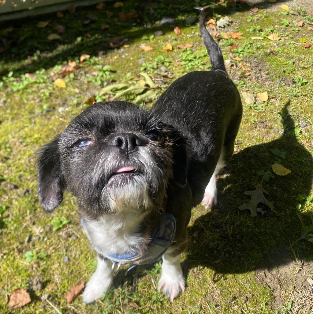 Enlarge Onyx, a Adoptable Shih Tzu in Fall River, MA image 5/6