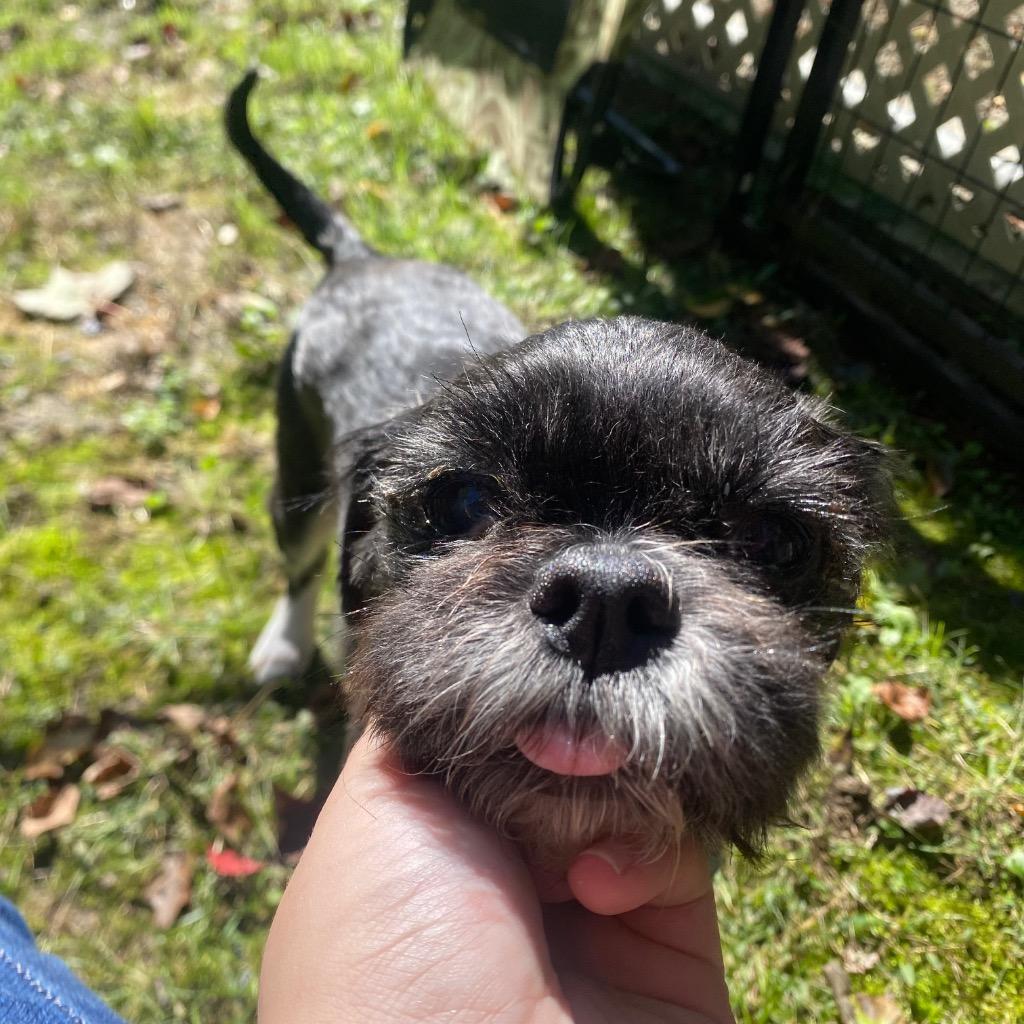 Enlarge Onyx, a Adoptable Shih Tzu in Fall River, MA image 6/6