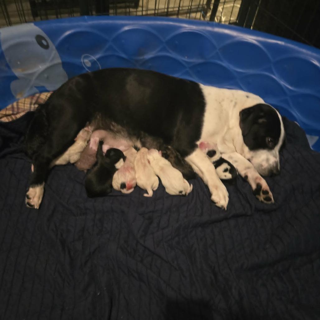 Jules, Adoptable, Puppy Female Hound.
