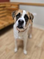 Baker, ADOPTABLE, Adult Male Mixed Breed.